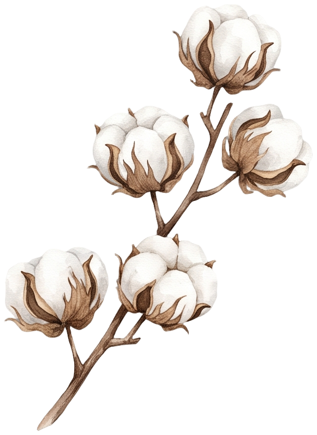غصن قطن